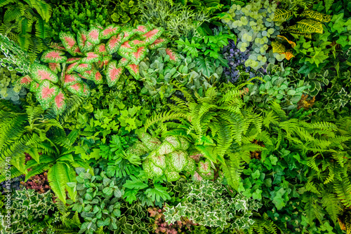 Fotografia Background of plastic plant on wall, vertical garden