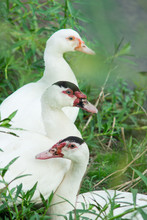Three Of White Muscovy Duck At Riverbank Of Nature Canal