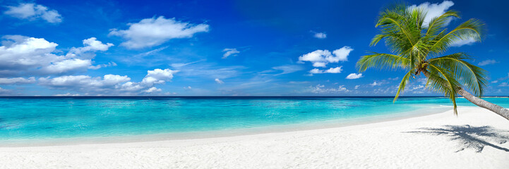 coco palm panorama super wide format on tropical paradise dream beach