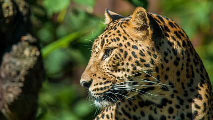 Wall Mural - leopard encounters