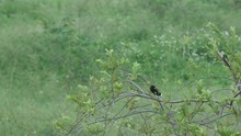 A Crested Myna Bird Is Relaxing On The Tree Branch And Flying Away