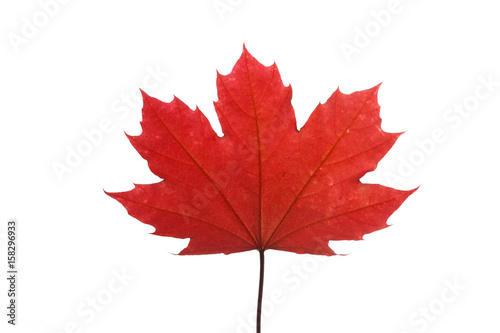 Fotografie, Obraz red maple leaf isolated on white background