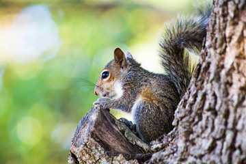 Squirrel eating a nut