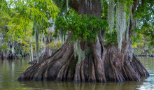 Big Cypress In Lake