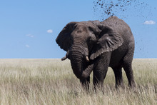 Male Elephant At A Mud Hole, Etosha National Park