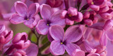 Fototapeta Kwiaty - Beautiful lilac flowers of lilac, macro