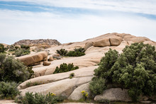 Boulder Formations And Wildflowers At Joshua Tree National Park In The California Desert.