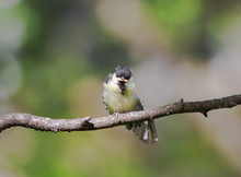  Little Chick Tit Sitting On A Branch Spreading Its Feathers And Wings