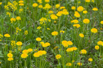 Yellow blooming dandelions. Bright flowers dandelions on background of green spring meadow