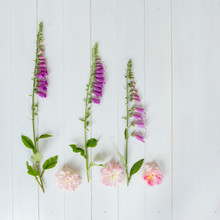 Still Life With Three Foxgloves And Three Pink Roses On White Wooden Background