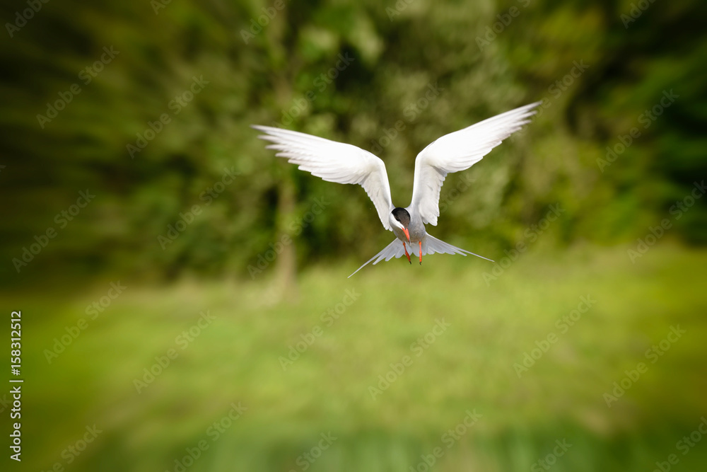 Common Tern Pausing In Mid Flight And Going Into A Dive To Catch Fish common-tern-pausing-in-mid-flight-and-going-into-a-dive-to-catch-fish