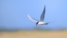 Tern In Flight