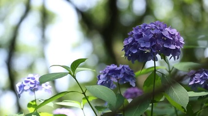 Wall Mural - Violet hydrangeas swaying in wind in rainy season, close up
