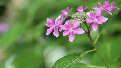 Wall Mural - Pink hydrangeas swaying in wind in rainy season, close up
