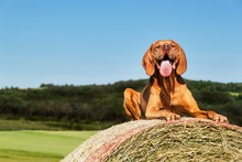 Hungarian Pointer Lies On A Haystack. Agricultural Work On Pasture In The Czech Republic. Rest After Work.
