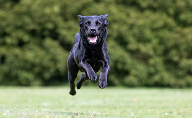 Sticker - Labrador retriever dog