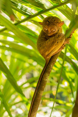 Philippine Tarsier on a branch