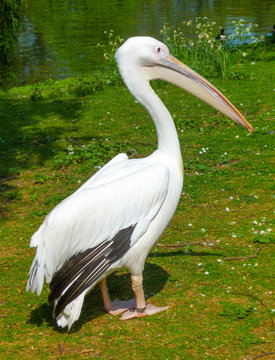 Wall Mural - A pelican relaxes at the park under the sun