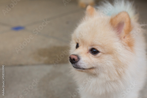 White Puppy Pomeranian Dog Short Hair Grooming Cute Pet Happy