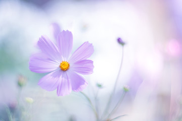 Wall Mural - purple flower of the cosmos on a gentle background with pastel colors.