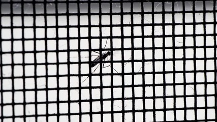 Close up a Mosquito on net