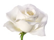 white rose isolated on white