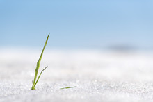 Grass Blade Is Growing Through The Snow In Spring Under The Sun Light And Blue Sky
