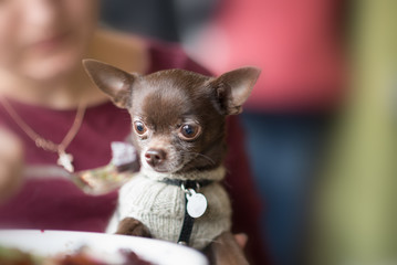 Cute chihuahua dog going to eat