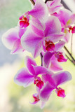 Fototapeta Storczyk - Abstract background with a blooming orchid. Shallow depth of field.