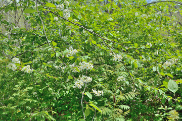 Sticker - Blooming bird-cherry tree 3