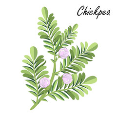 Wall Mural - Chickpea  (Cicer arietinum, Bengal gram, garbanzo bean, chick pea, Egyptian pea, ceci, Kabuli chana). Hand drawn vector illustration of chickpea plant with flowers on white background.