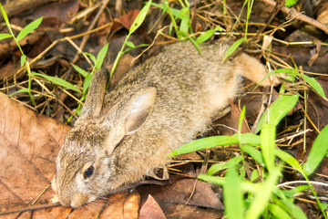 Wall Mural - Little rabbit sleeping in a grass forest.