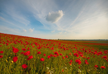 Wall Mural - field of red poppies in a beautiful sunny day