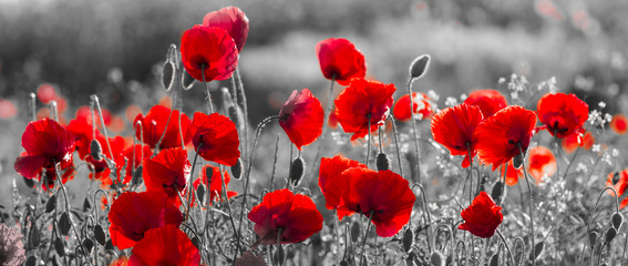 Wall Mural - red poppies, black and white