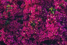Beautiful Background Of Blooming Bougainvillea Flowers In The Green Garden