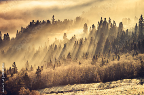 Obrazy Polska misty-mountain-forest-landscape-in-the-morning-poland