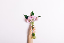 Small Bouquet Of Pink Carnations In A Female Hand With A Manicure On A White Background