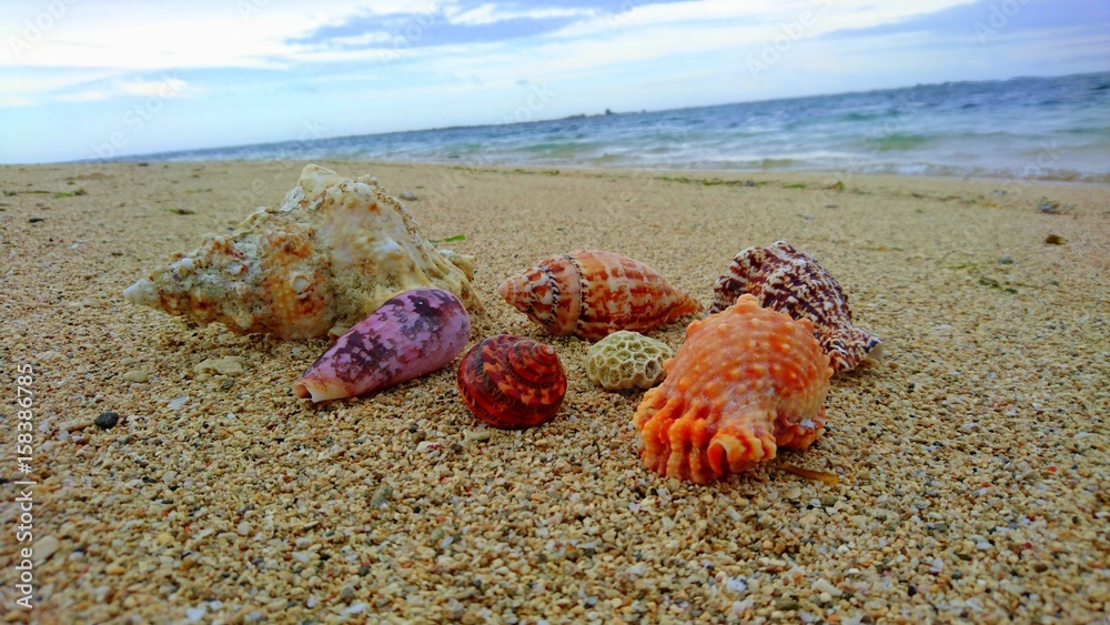 Obraz na płótnie  Vietnamese beach with beautiful sea shells w salonie