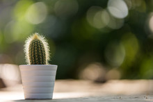Small Cactus With Copy Space