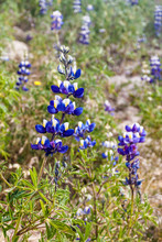 Lupinus Mutabilis, Species Of Lupin Grown In The Andes, Mainly For Its Edible Bean. Near Quilotoa, Ecuador.