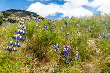 Field Of Lupinus Mutabilis, Species Of Lupin Grown In The Andes, Mainly For Its Edible Bean. Near Quilotoa, Ecuador.
