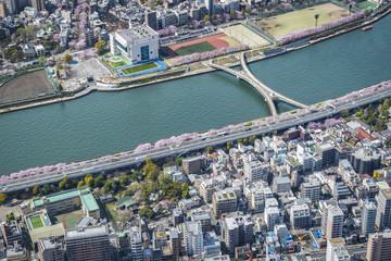 Canvas Print - Tokyo aerial view of blossoms cherry tress by the river with bridge, Japan