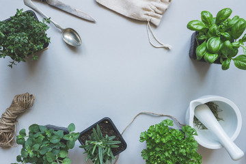 Wall Mural - Fresh herbs on the gray background, top view. Rustic background with copy space