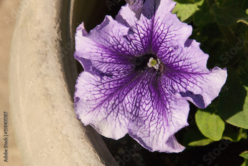 purple potted petunia
