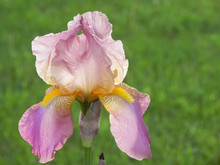 Purple Pink Bearded Iris