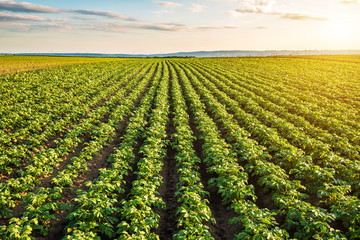 Wall Mural - Green field of potato crops in a row