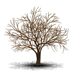 Wall Mural - detached tree without leaves with shadow
