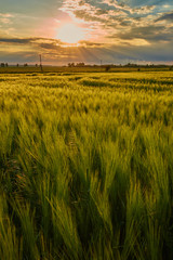 Wall Mural - Wheat field at sunset