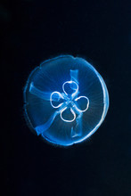 One Moon Jellyfish - Aurelia Aurita, Fluorescent In Dark Water.