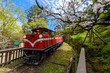 Alishan forest train in Alishan National Scenic Area during spring season. (focus flower)